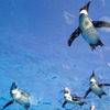 念願の空飛ぶペンギン♪ ～ サンシャイン水族館