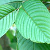 How About Some Info On Kratom: Is It Safe?