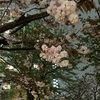 雨の中の八重桜