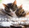 メインクーンの寿命は何年？平均12〜15年を健康に過ごす飼い方と生涯費用