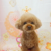 トイプードルのぴーこちゃん