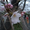 Spring has come to Tokyo.