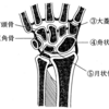 理学療法士　国家試験43-5