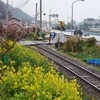 雨の菜の花ウオーキング