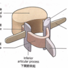 椎骨の構造