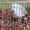 野毛山動物園へ