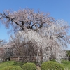 京都ぶらり　桜の名所　円山公園