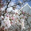 徹夜のち風邪のち桜