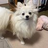 もふもふで可愛い！ポメラニアンの飼いやすさは？