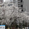 新橋の公園でプチ花見