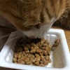 猫の鼻腔内リンパ腫㊴　 猫にも納豆の健康効果はあるのかな⁉️