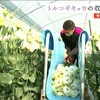 菊池市でトルコギキョウの収獲ピーク迎える