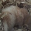 あんずあん37日目