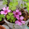 鉢植えのイモカタバミ（芋片喰）……