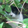 ８月３０日　雨の荒川遊園地前から北区栄町の猫さま　散策