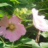 フヨウにイチモンジセセリ　&　植木鉢の下にム〇デ