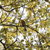 前回と同じくハイタカ・トラツグミ・ソウシチョウ(大阪城野鳥探鳥 2017/01/09 6:50-13:05)