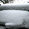 春の「湿った雪」が降り続きました。