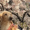 老犬生活のブログ始めます。