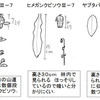 サジガンクビソウと仲間たち