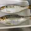 ニュースになっていたコノシロ、釣れた、食べた