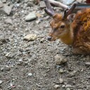 オオツノジカの草はみ