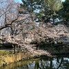 鹿沼公園のさくら 開花！(2026/3/24)