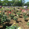 神代植物公園_バラ園・温室など（東京都調布市）