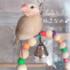 シナモン文鳥さん　ゆらゆら〜