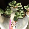 少し遅れていますが、イチゴを植え付けます。