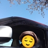 地元の桜満開は格別。桜は美しく儚く。