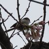 花散らしの鳥