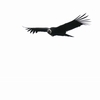 Andean Condor コンドル 2