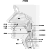 音声器官入門Ⅱ - 口と鼻の音声器官 -