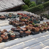屋根の上のサボテン・多肉2014初夏