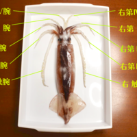 イカは解剖するのにうってつけの生き物 キリンはハマグリのなかま
