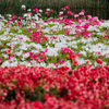 神代植物公園「つつじウィーク」OM-1＋GF10を持ってツツジ、シャクナゲ、フジの花見撮り散歩