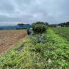 【サカキの産地をつくります！！】ソーラーシェアリング(^^♪