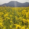 黄色い絨毯＊菜の花畑＊