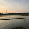 田植えを、手伝いました。Ⅳ