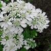 蜂・・・