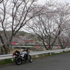 桜＆CBの写真