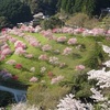 大銀杏も日々薄緑（新芽！）