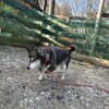 老犬ホームあん｜新人さん ユウコ^^
