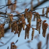 ソロの花穂。