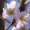 冬桜