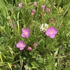 5月中旬に公園で見た花。知らない花。散歩で楽しい花めぐり。