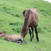 ～🐎🐎🐎岬馬に会いに🐎🐎🐎