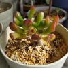 🌵多肉植物   葉先が赤くて可愛いゴーラム他🌵