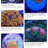 2種類ある？USAマメスナ Awsome blossom zoa(オウサムブロッサム)